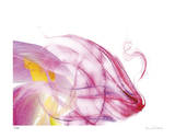 Purple Tulip Abstract No 128 Limited Edition by Shams Rasheed