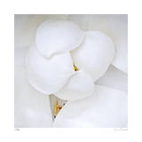 Magnolia Flower Abstract No 236 Limited Edition by Shams Rasheed