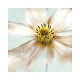 Soft Cosmos Prints by Donna Geissler