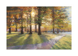 Shadows Prints by Amanda Houston