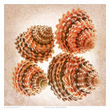 Tectarus Coronatus Prints by Richard Reynolds