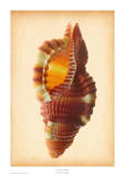 Cymatium Bibbeyi Prints by Richard Reynolds