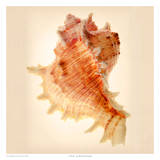 Murex Print by Richard Reynolds