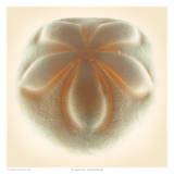 Sea Biscuit Tan Prints by Richard Reynolds