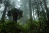 Tall Cool Mist Fotografie-Druck von Vincent James