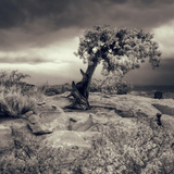 Mystery Tree at Dead Horse Point Fotografie-Druck von Vincent James
