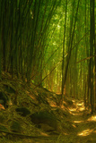 Bamboo Forest, Maui Lámina fotográfica por Vincent James