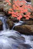 Autumn Stream & Color Photographie par Vincent James