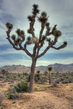 Joshua Tree Scene Photographie par Vincent James