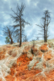 Hot Spring Trees, Yellowstone Fotografie-Druck von Vincent James