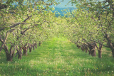Pear Trees at Hood River Valley, Oregon Photographic Print by Vincent James