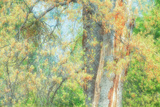 Spring Tree Impressions Lámina fotográfica por Vincent James
