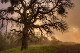 Late Afternoon Sun & Fog - Mount Diablo Photographie par Vincent James