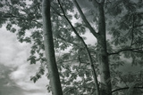 Kauai Tree Pattern Fotografie-Druck von Vincent James