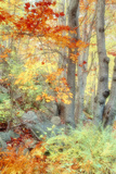 New England Fall Color Impressions Fotografie-Druck von Vincent James
