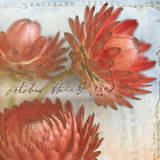 Red Strawflower I Prints by Thea Schrack