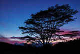 Daybreak Tree Photographic Print by Vincent James