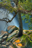 Cascade Tree Fotografie-Druck von Vincent James