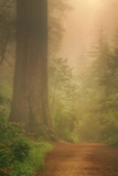 Forest Trail Photographic Print by Vincent James