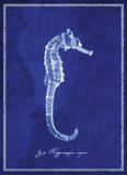 Seahorse Posters