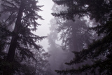 Redwood Morning Mood Fotografie-Druck von Vincent James