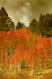 Portrait of Aspens in Autumn Fotografie-Druck von Vincent James