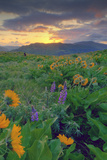 Across the Flower Field at Sunrise, Rowena Plateau Photographic Print by Vincent James