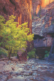 Virgin Narrows Nook, Zion Photographic Print by Vincent James