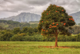 Kauai Roadside Scene Photographic Print by Vincent James