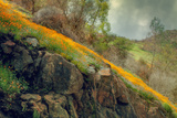 Spring in the Canyon Fotografie-Druck von Vincent James