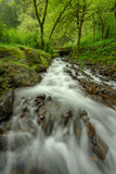 Forest Stream, Columbia River Gorge Photographic Print by Vincent James