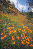 Poppy Hillside Fotografie-Druck von Vincent James
