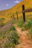 Central Valley Spring Roadside Scene Photographic Print by Vincent James