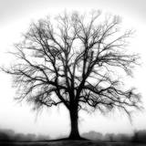Fountain Oak Prints by Jamie Cook
