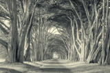 Cypress Tree Road, Point Reyes Lámina fotográfica por Vincent James