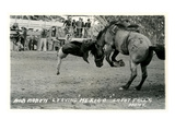 Cowboy Bucked Off Bronco, Montana Print