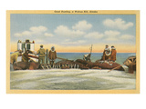 Eskimo Walrus Kill, Alaska Prints