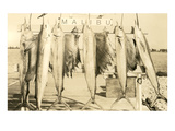 Hanging Sailfish, Malibu, California Print