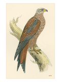 Illustration of Kite on Branch Photographie