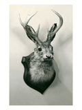 Stuffed Jackalope Posters