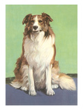Smiling Collie Posters