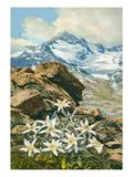 Alpine Orchids Posters