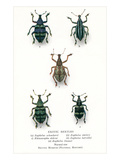 Exotic Beetles Prints
