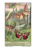 Moths and Caterpilar Photo