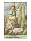 Moth and Caterpillar Print
