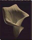 Calla-2 Reproduction transférée sur toile