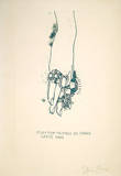 Dorian Gray, Rings on Hand (30) Limitierte Auflage von Jim Dine