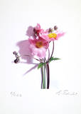 Anemone Limited Edition by Gerhard Treichel
