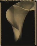 Calla-1 Reproduction transférée sur toile