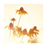 Sundown Flowers Giclee Print by Mandy Lynne